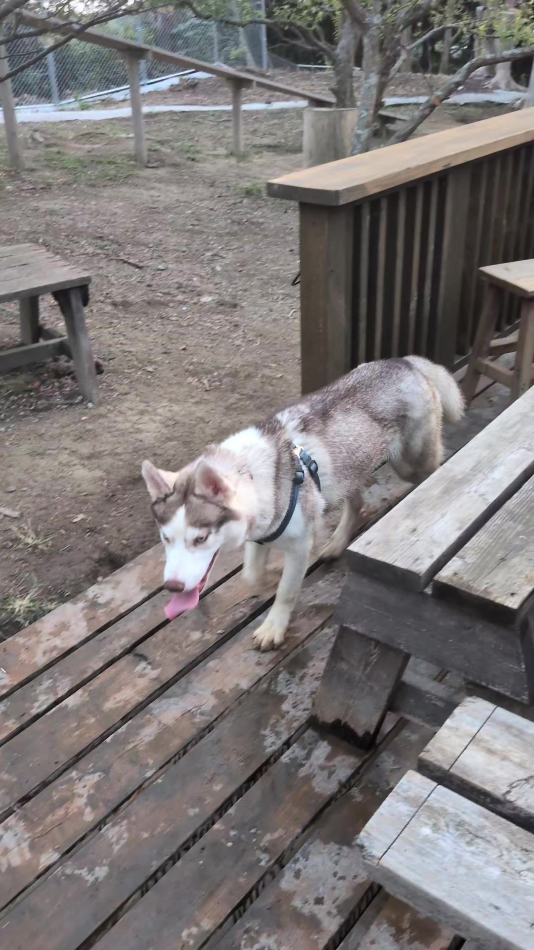 @大型犬3頭&小型老犬4頭多頭飼いの生活