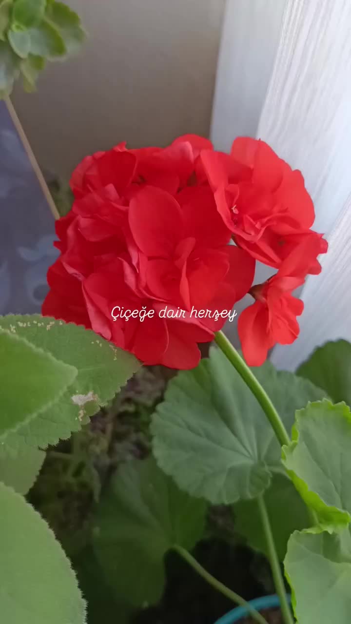 @💧Çiçek dostu 🇹🇷💧