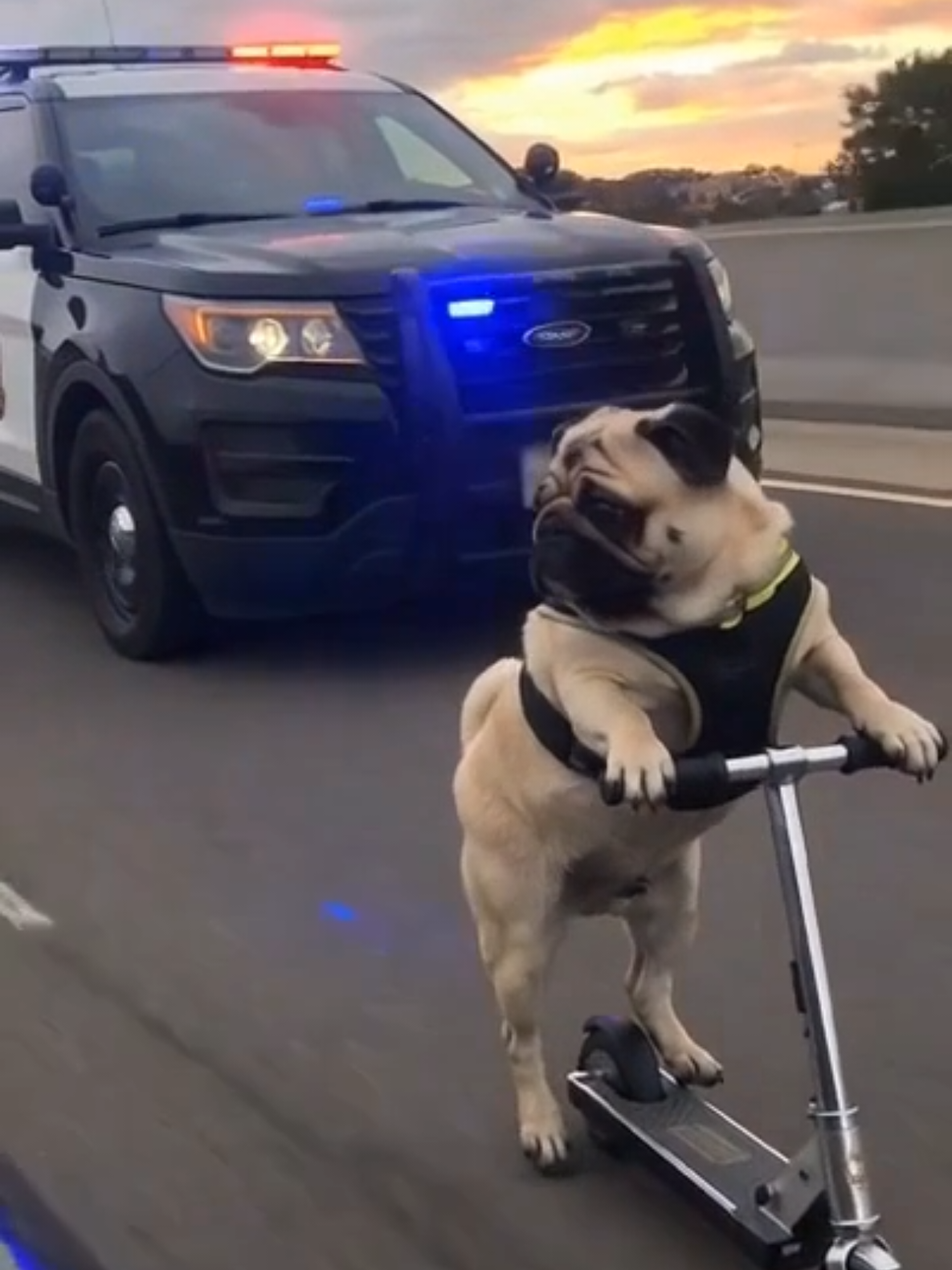 @Pug