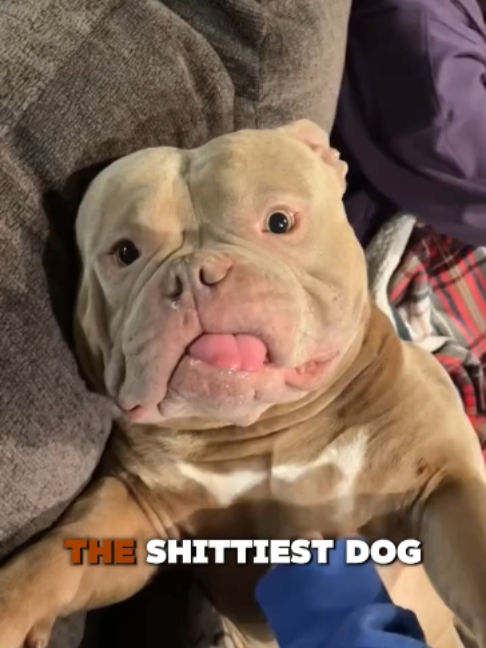 @PawblemsDaily