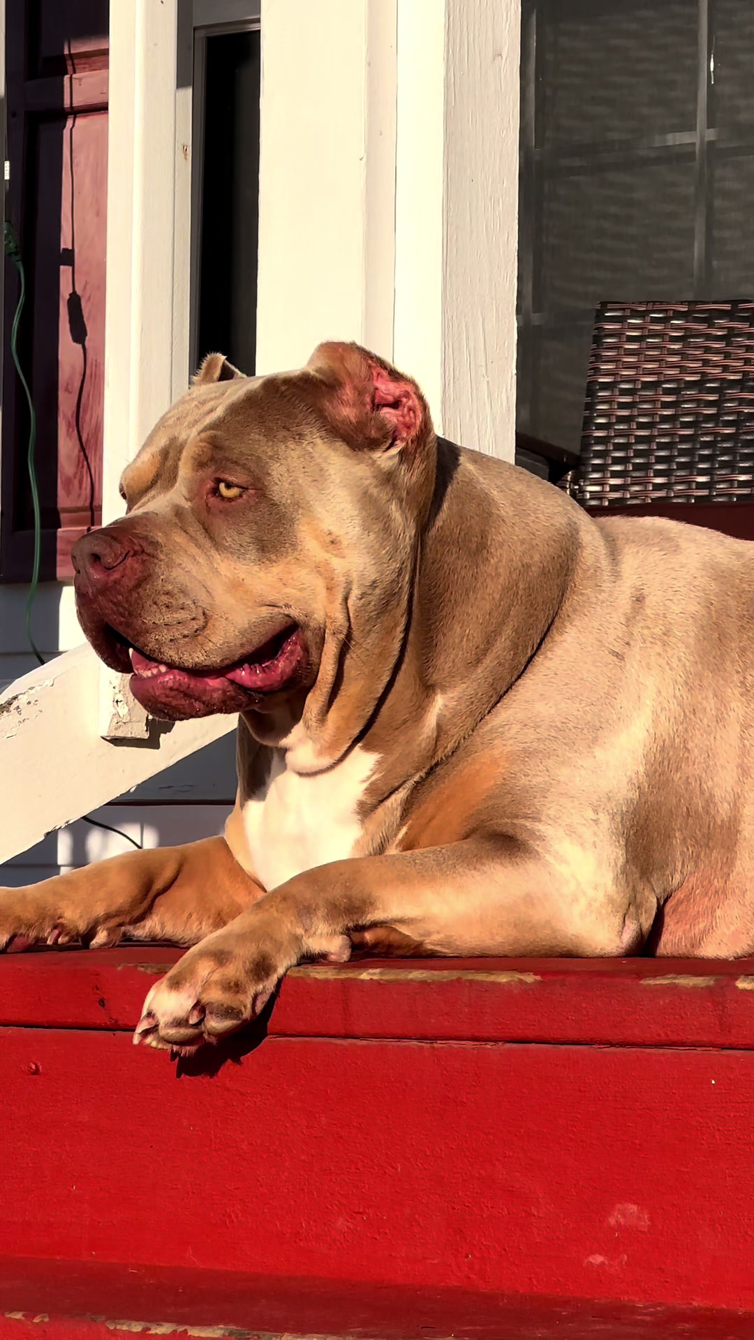 @🐾 Boundless Bullies 🐾