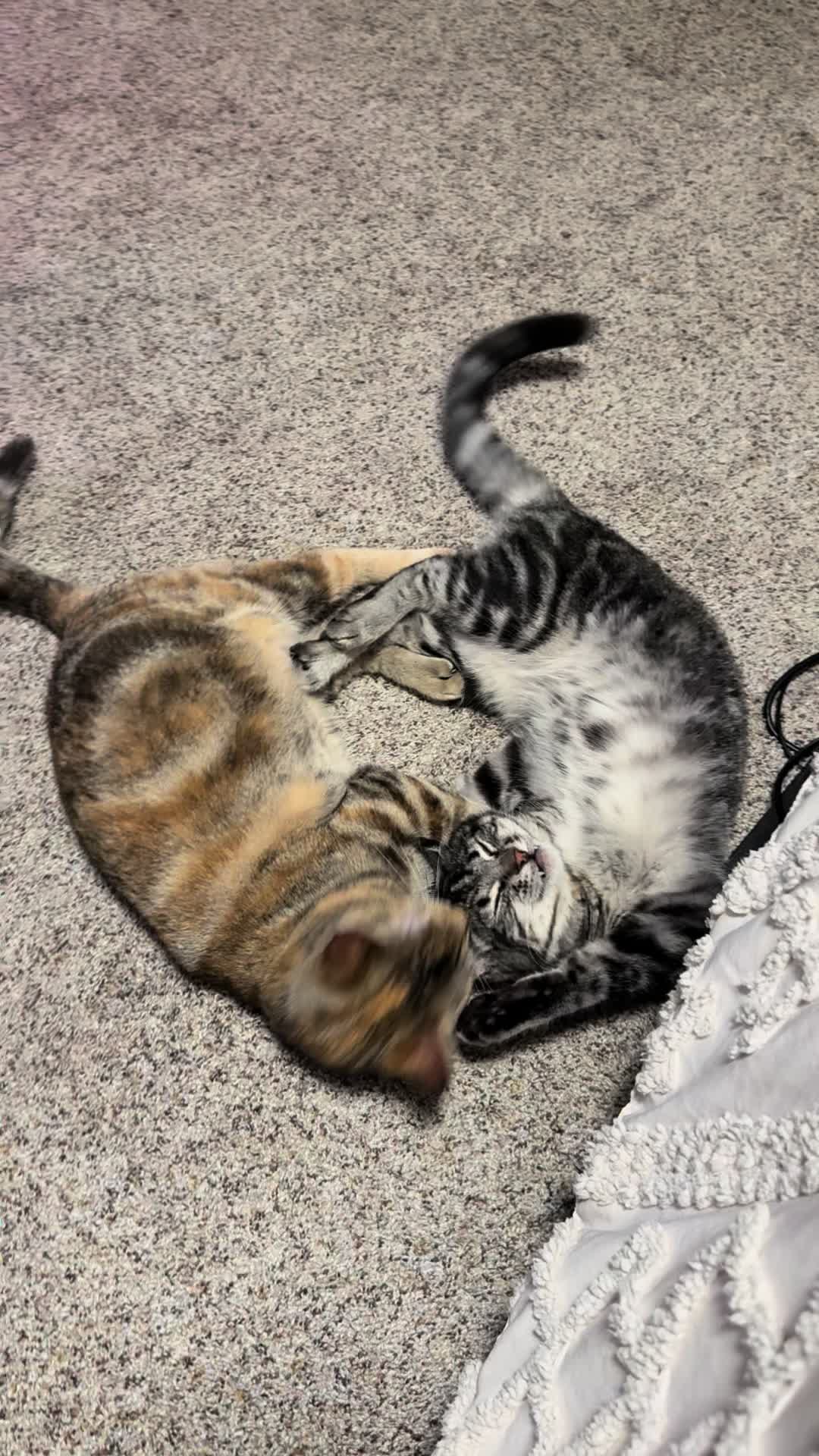 @KrazyKatz