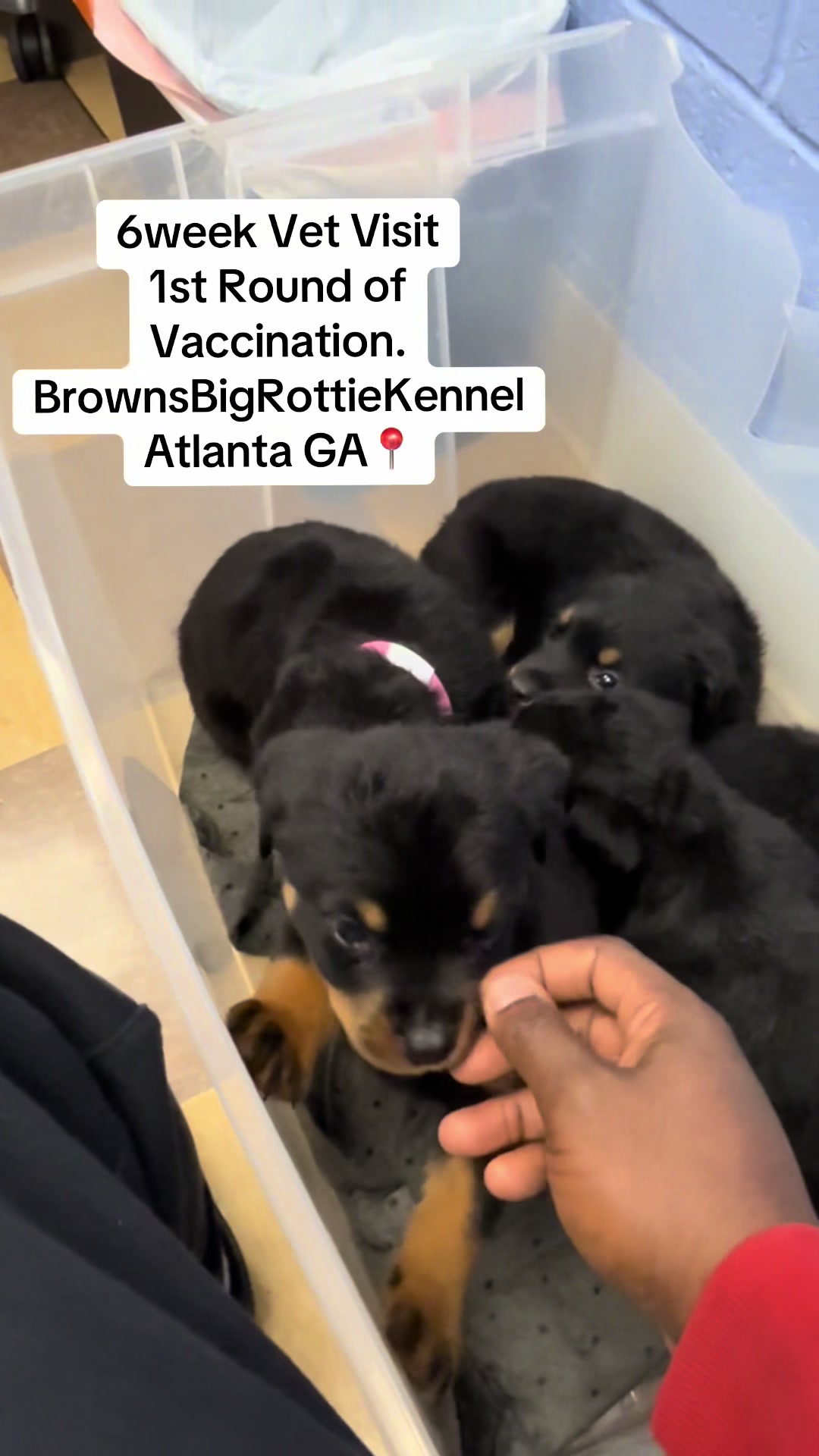 @BrownsBigRottieKennelsLLC