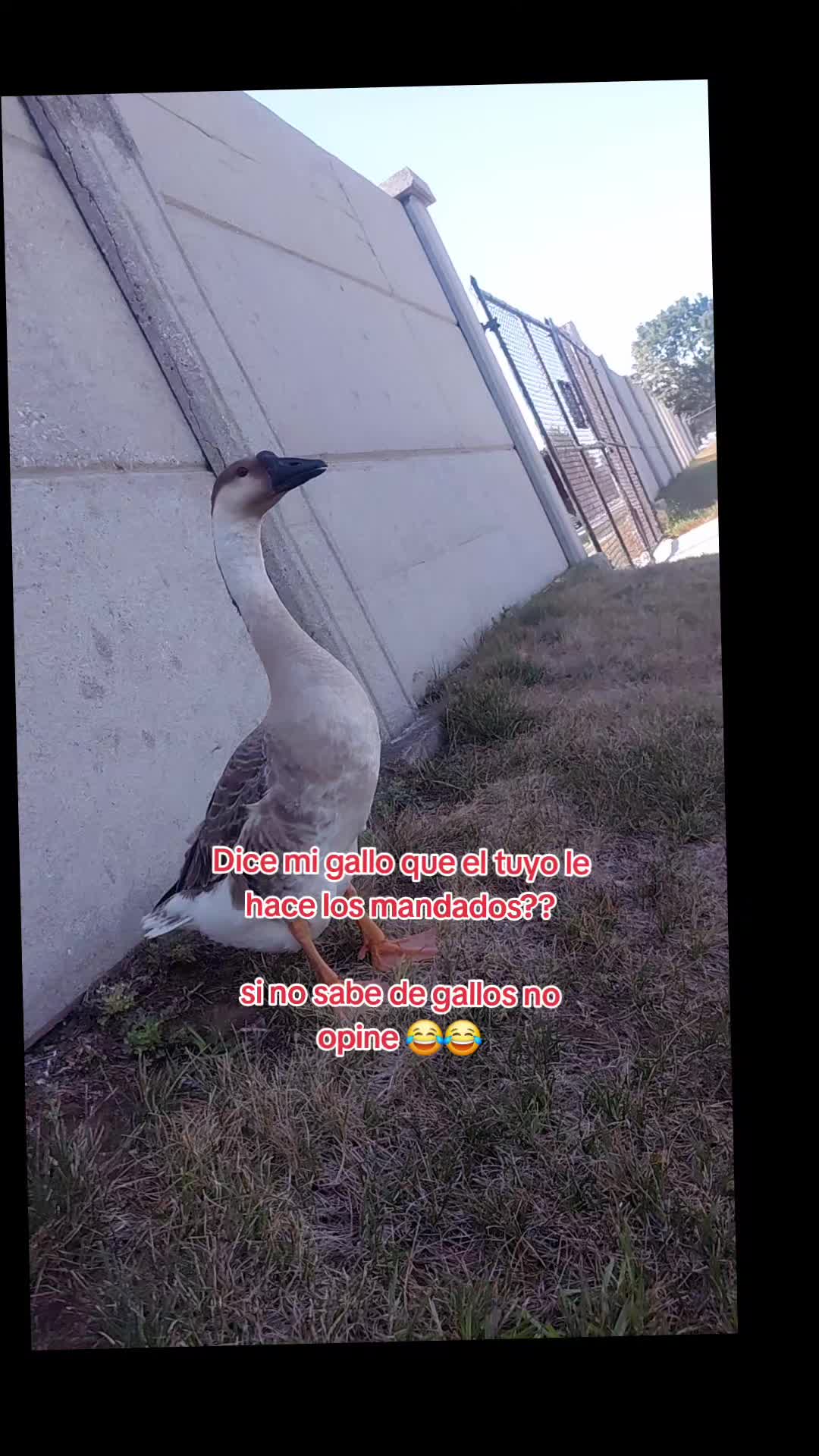 @Nicabunny