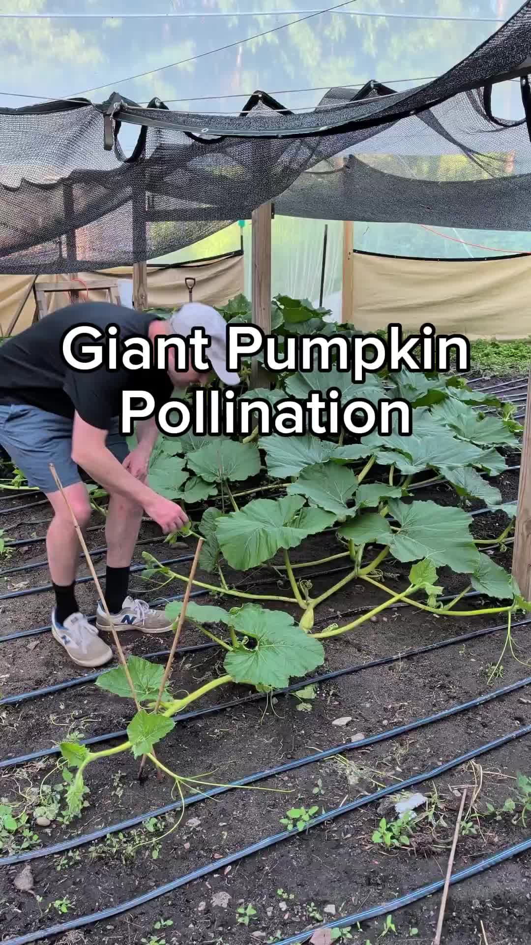 @bigpumpki
