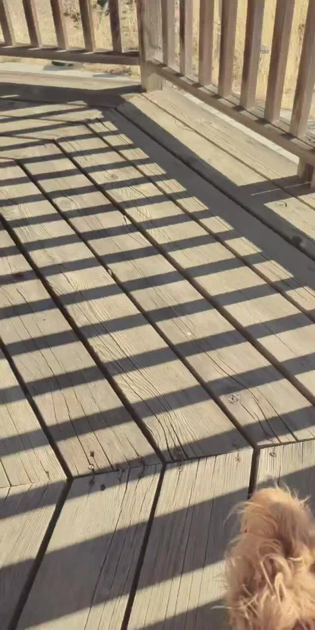 @Lizzytheyorkie