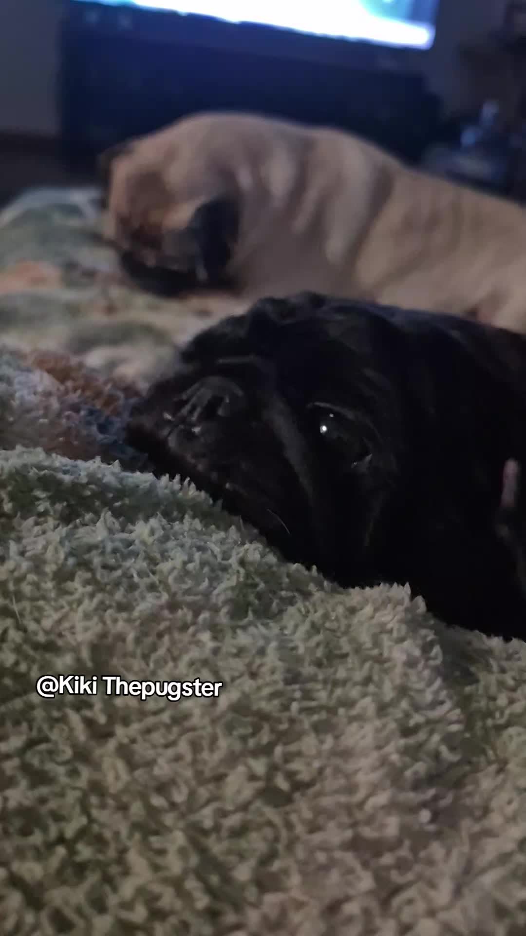 @Kiki&Cupid Thepugster