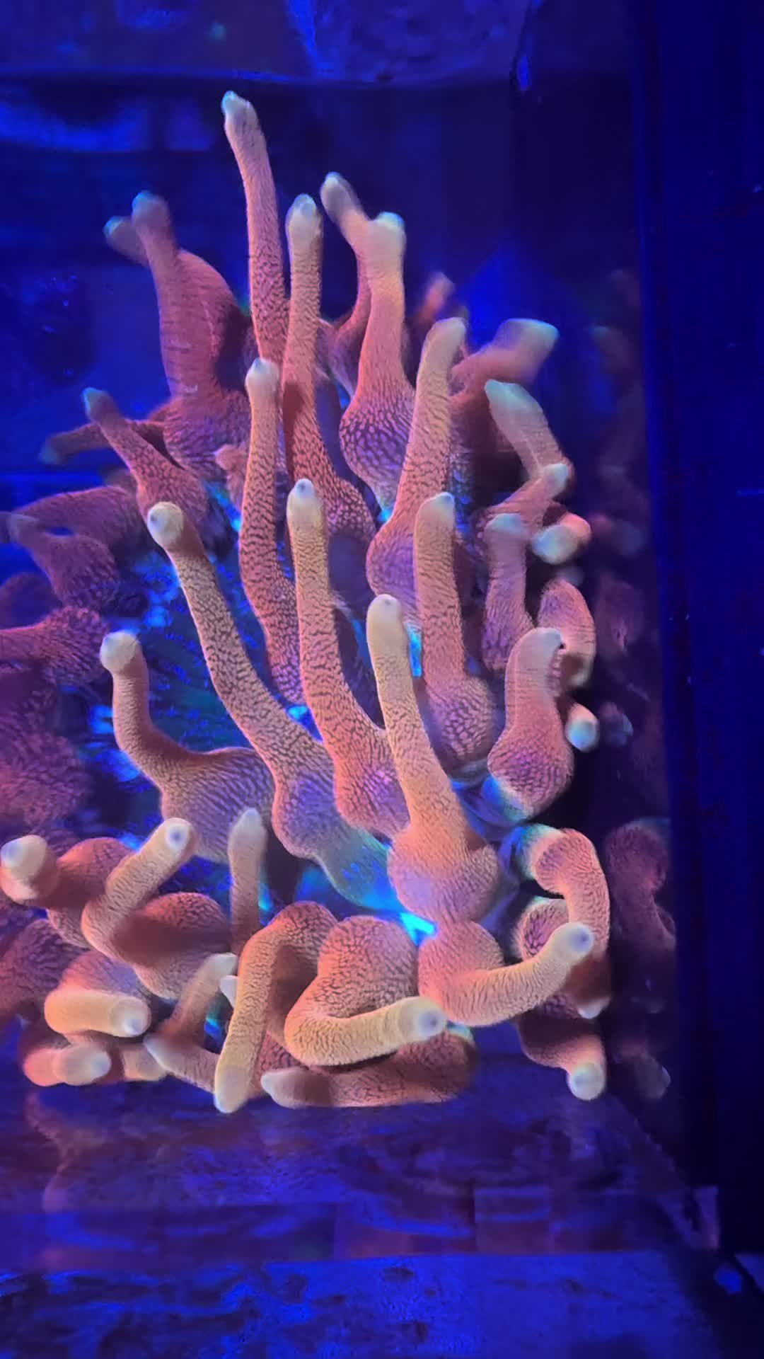@Ts_reefs