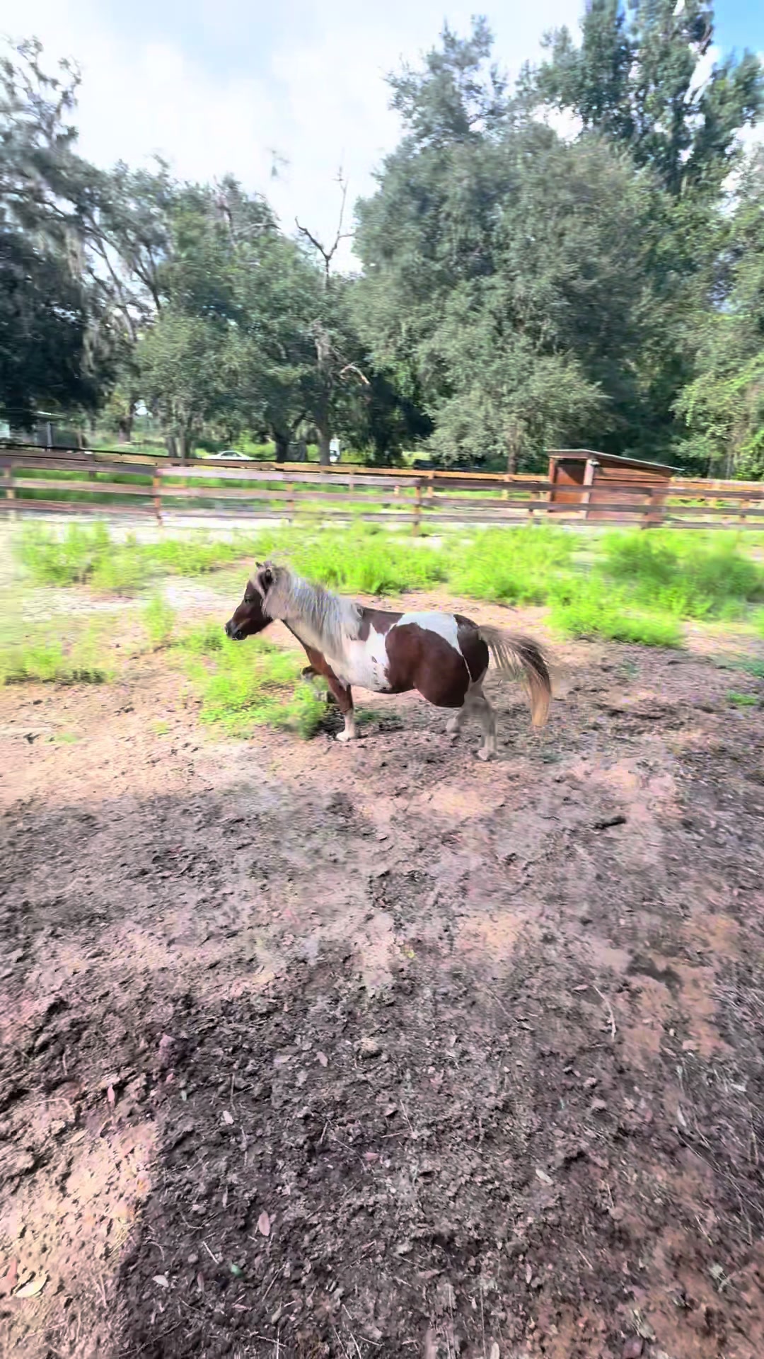 @Sugarfoot the Therapy Horse