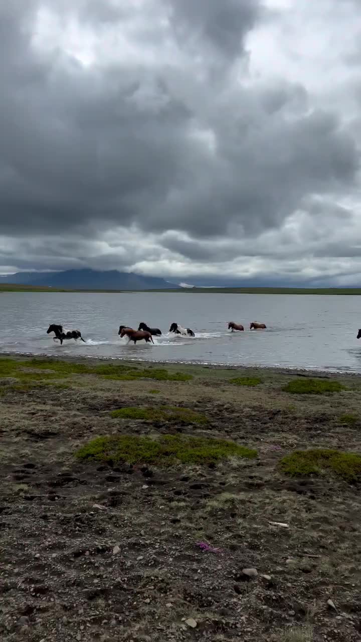 @ThunderGallops