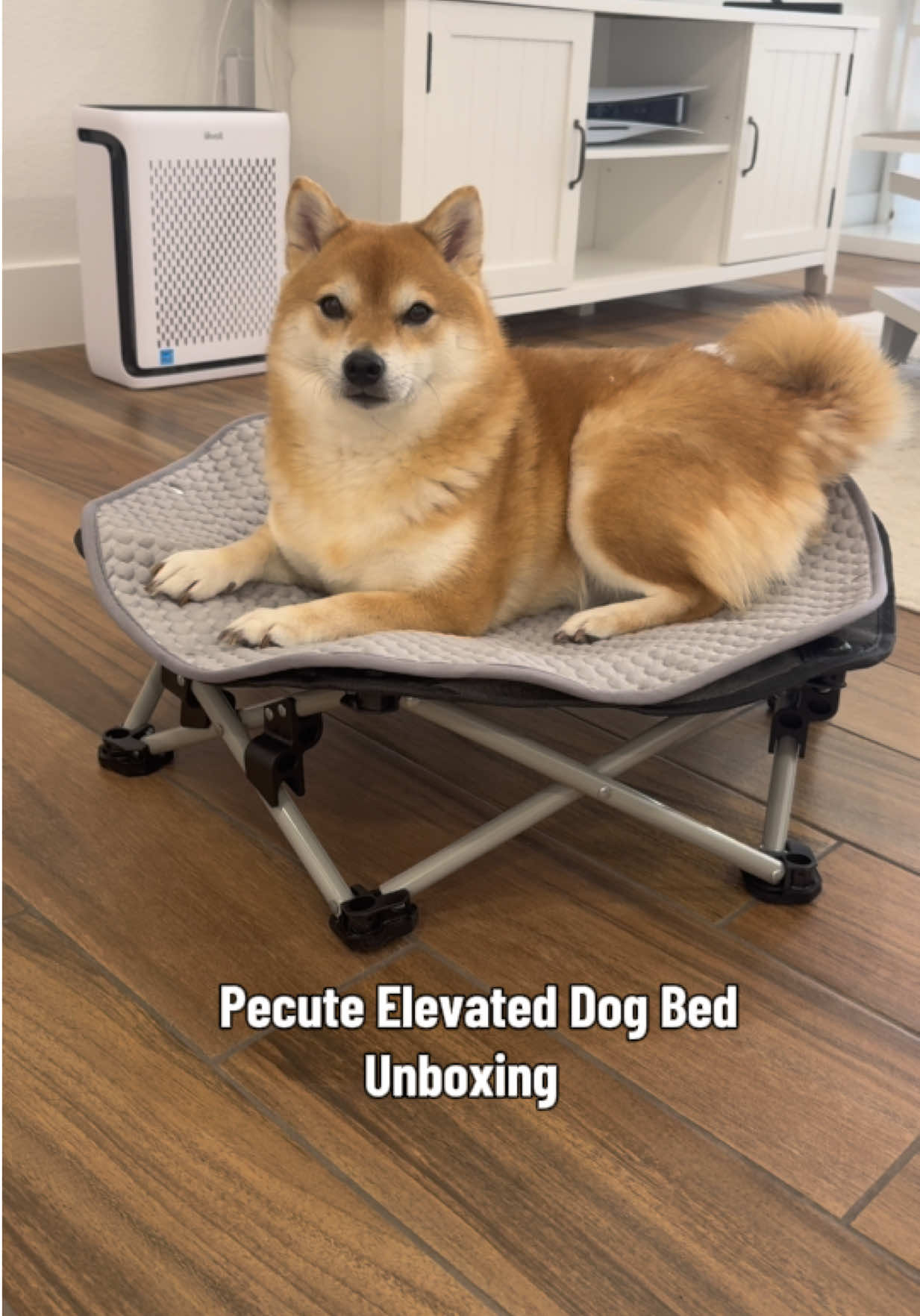 @Flock of Shibas 🐕🐕🐕