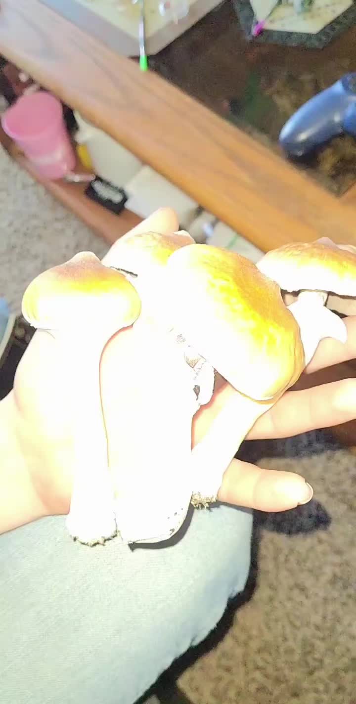 @Sporezilla666