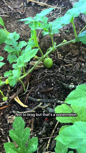 @🍄