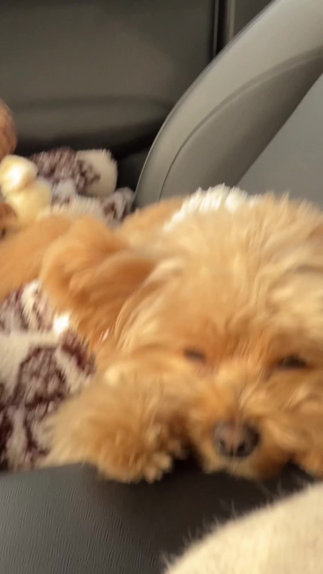 @pomapoo.barney