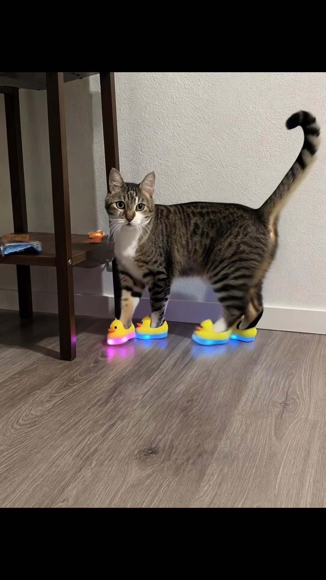 @🐧 ..
