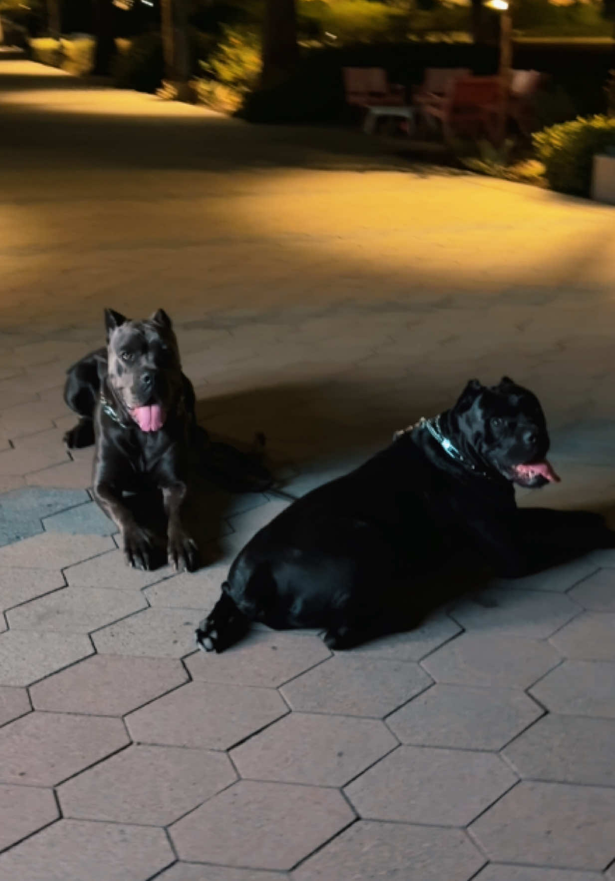 @noblepridecanecorso