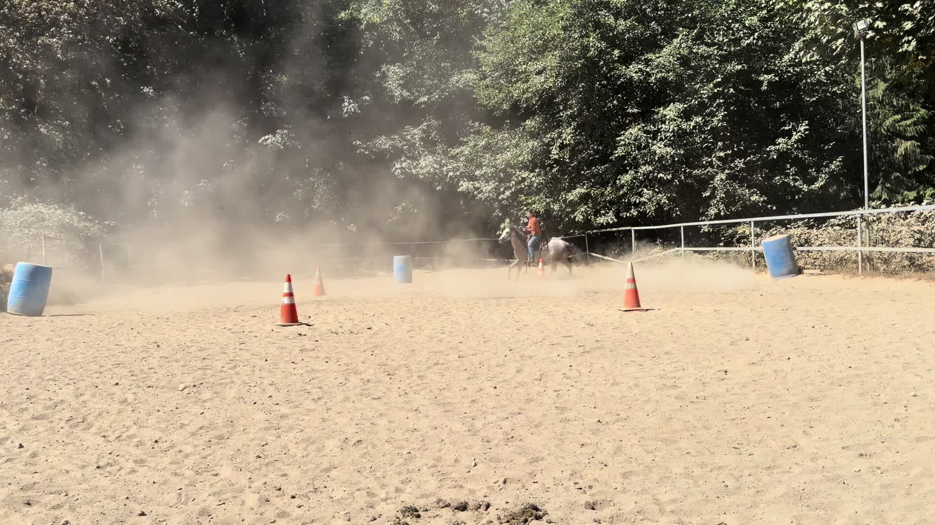 @TF Performance Horses