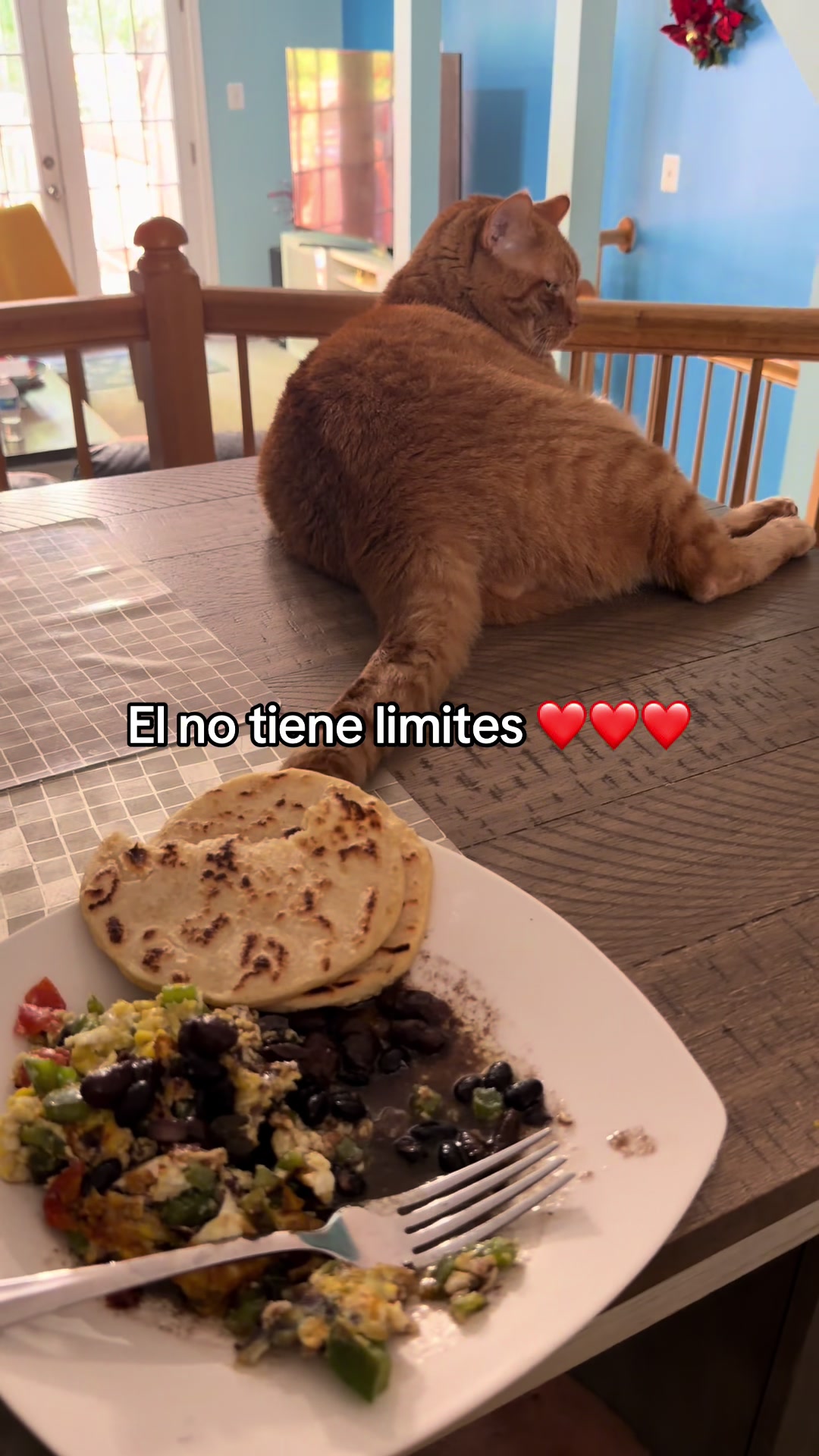 @Antonio 🐈🐈