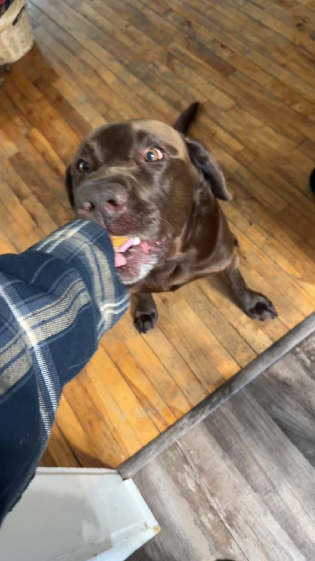 @Mel & Moose 🤎🐾