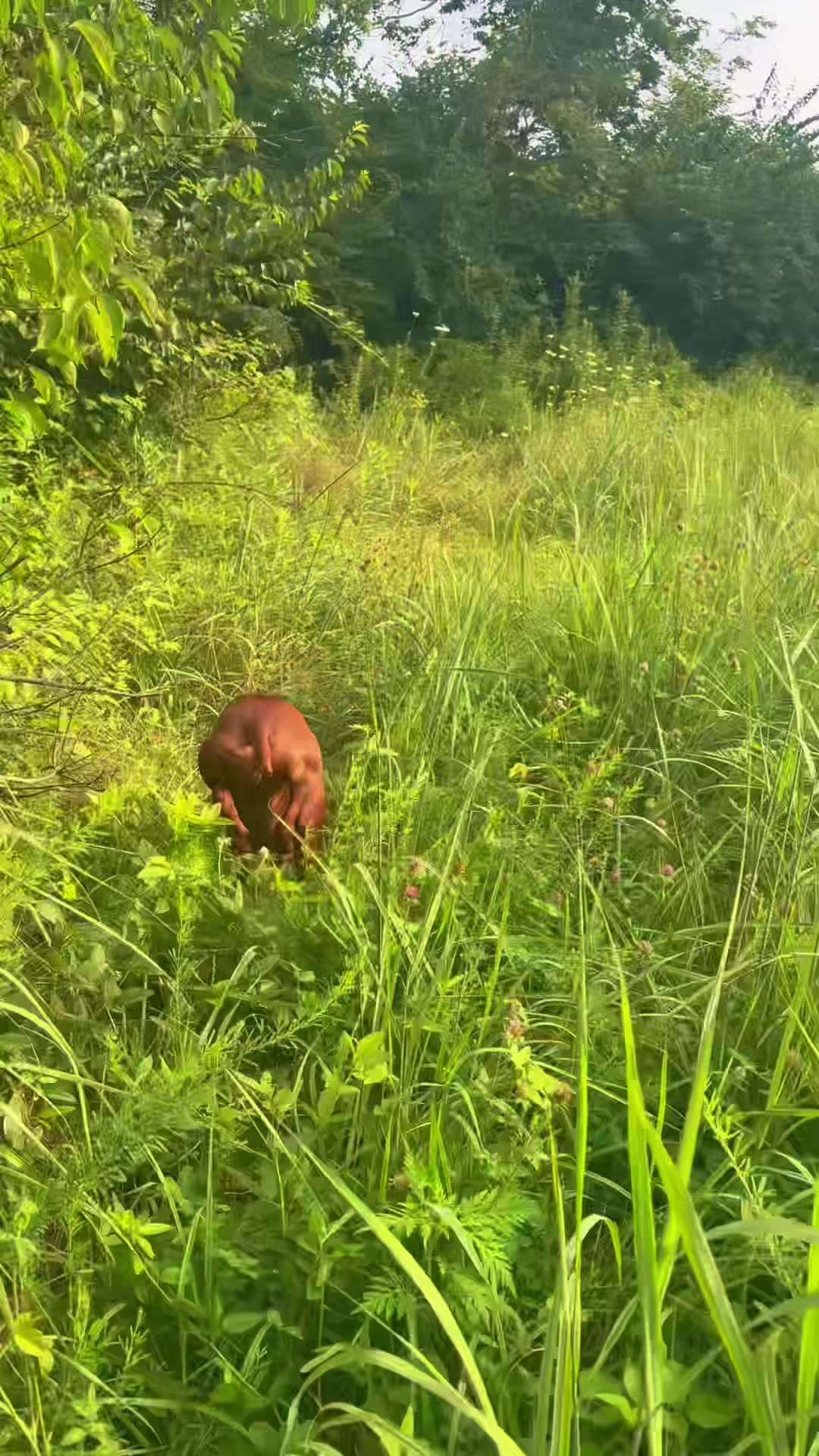 @Wiggle butt
