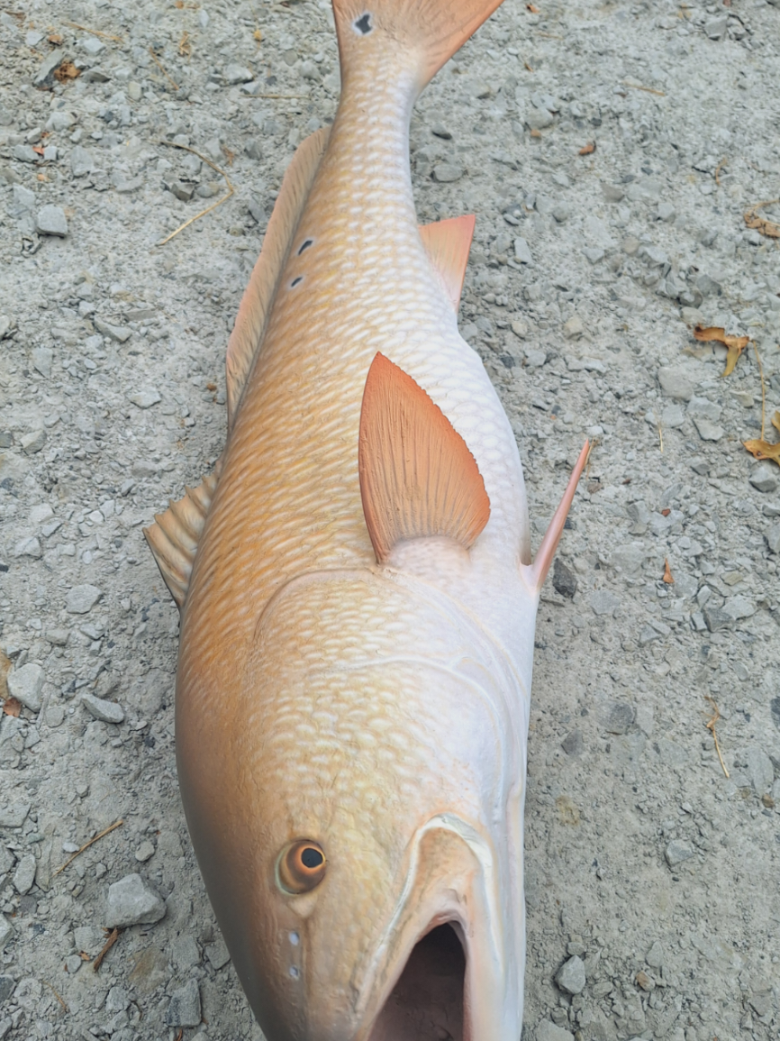 @SouthernScalesFishTaxi