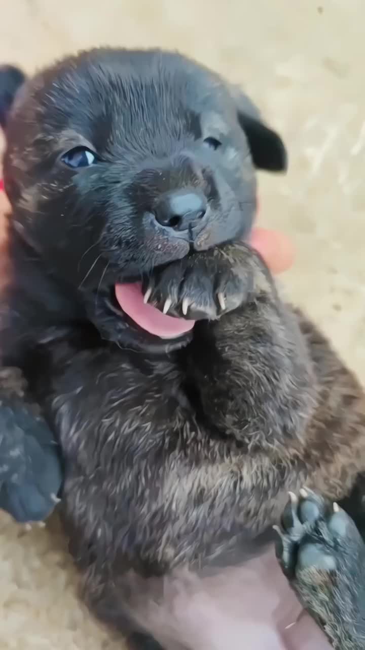 @El diario de Lia🐶🐾
