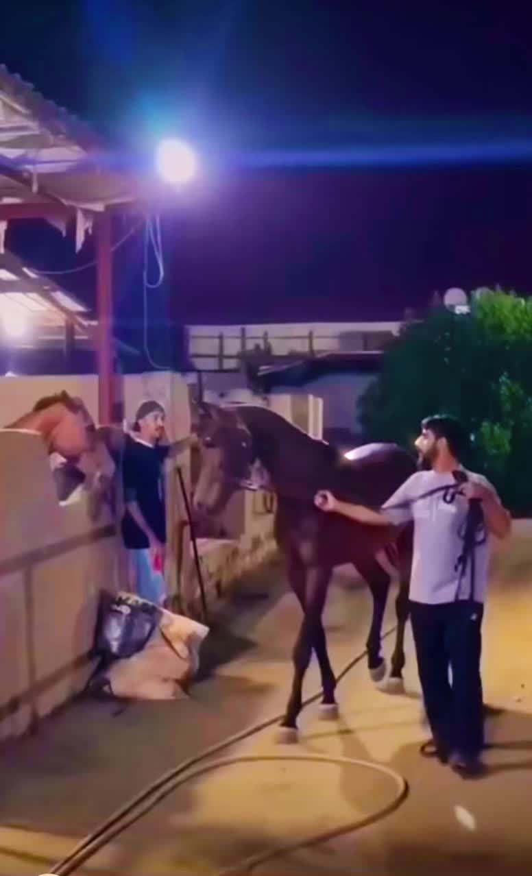 @Horses TikTok