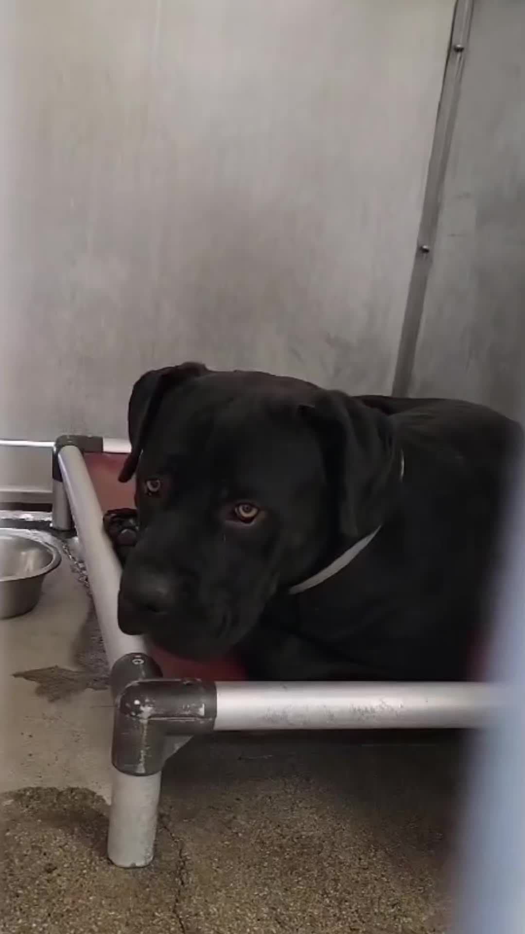 @Cane Corsos