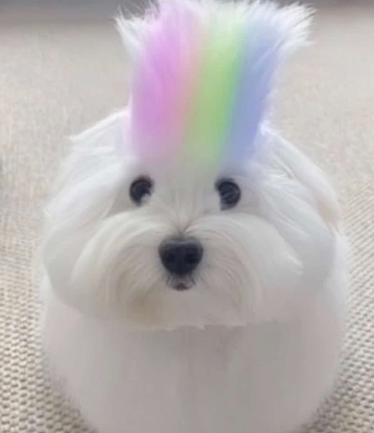 @cottagecat28