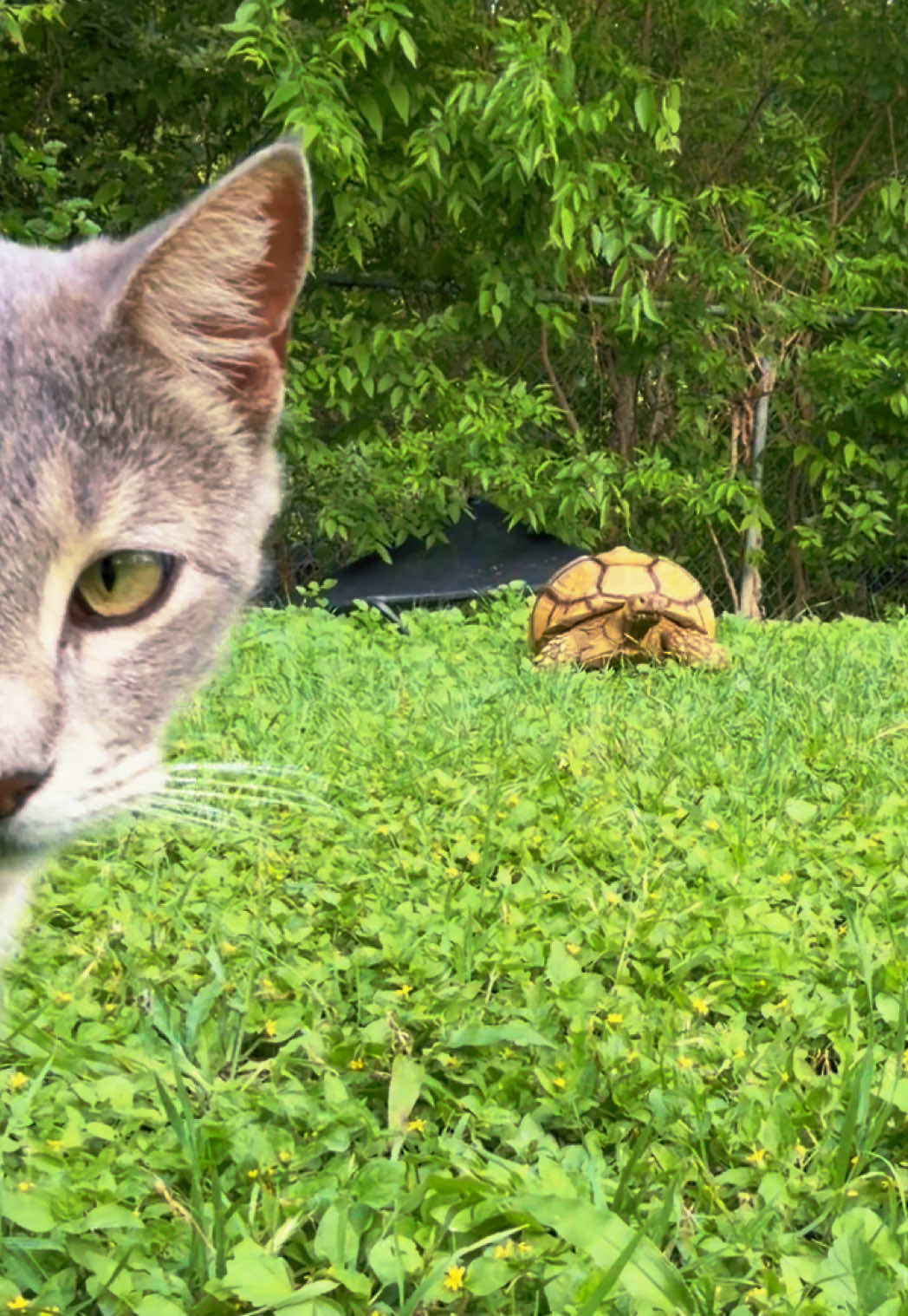 @OtisTheTortoise