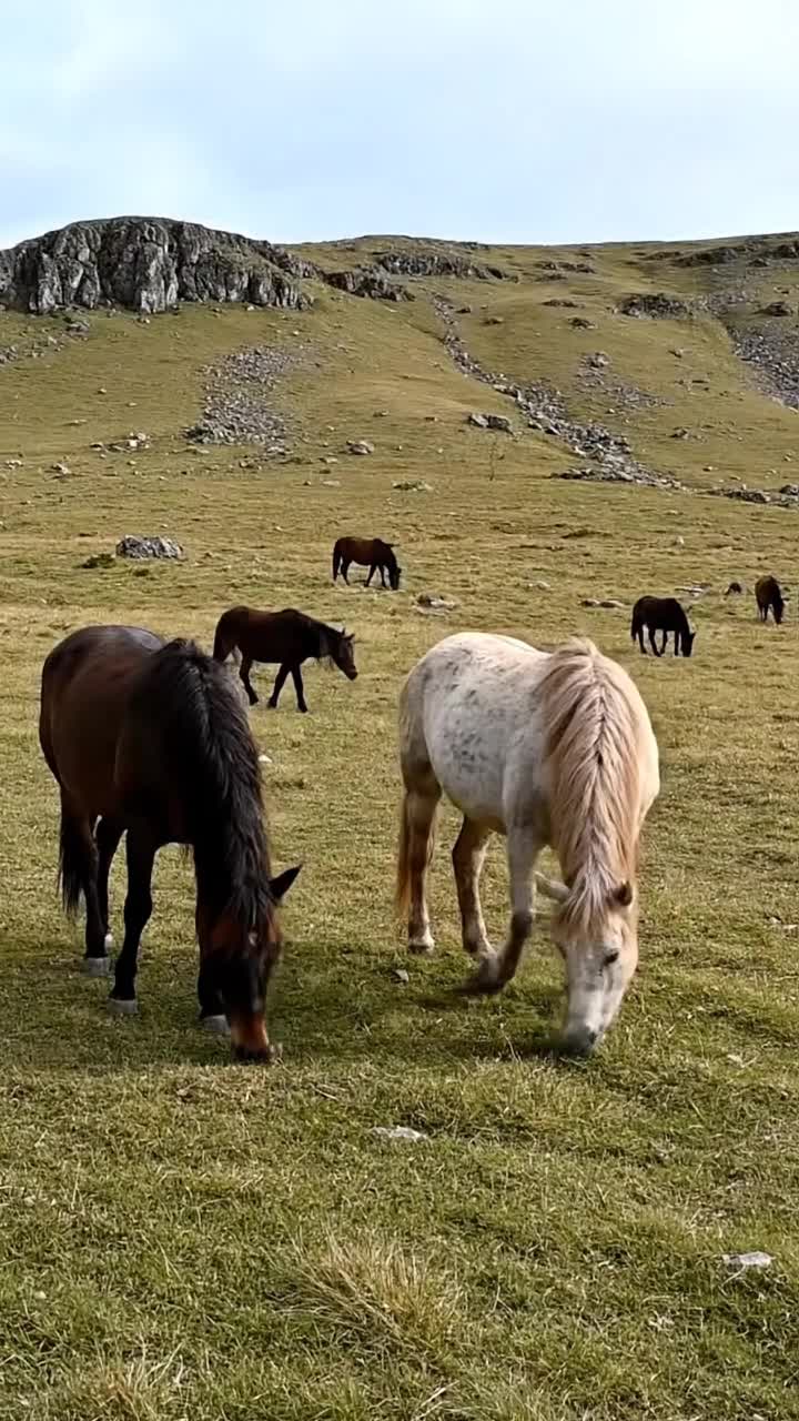 @horses lovers