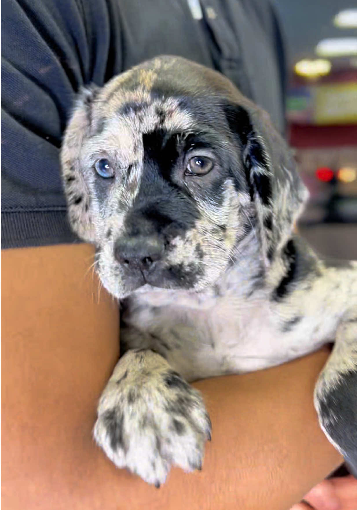 @Petland Oklahoma City