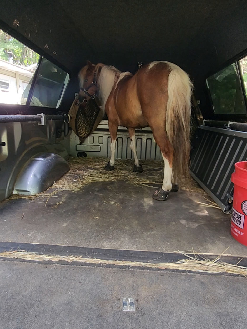 @minihorsemomandtrainer🐴🐴🐴🐴