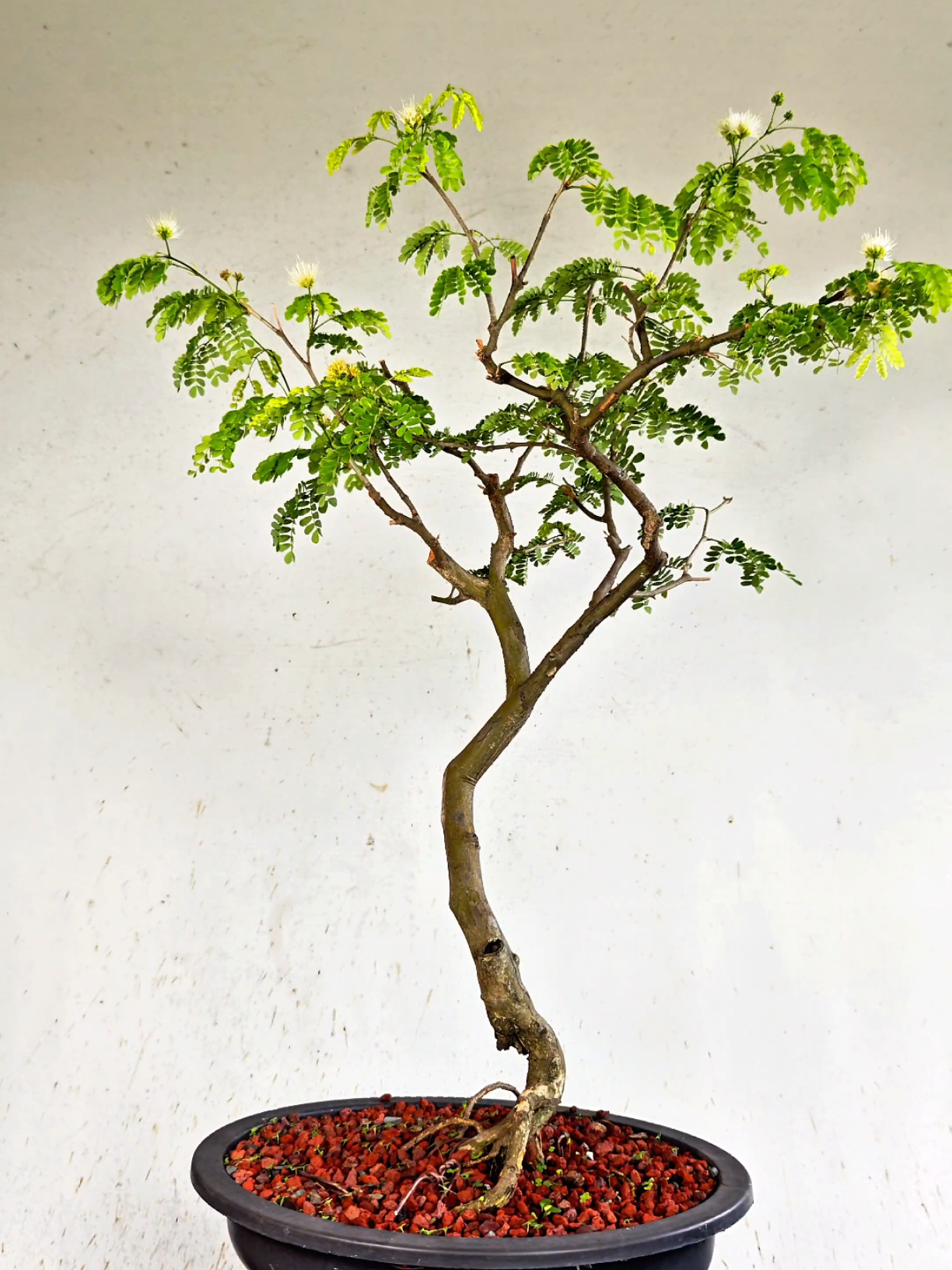 @Bryan Loves Bonsai