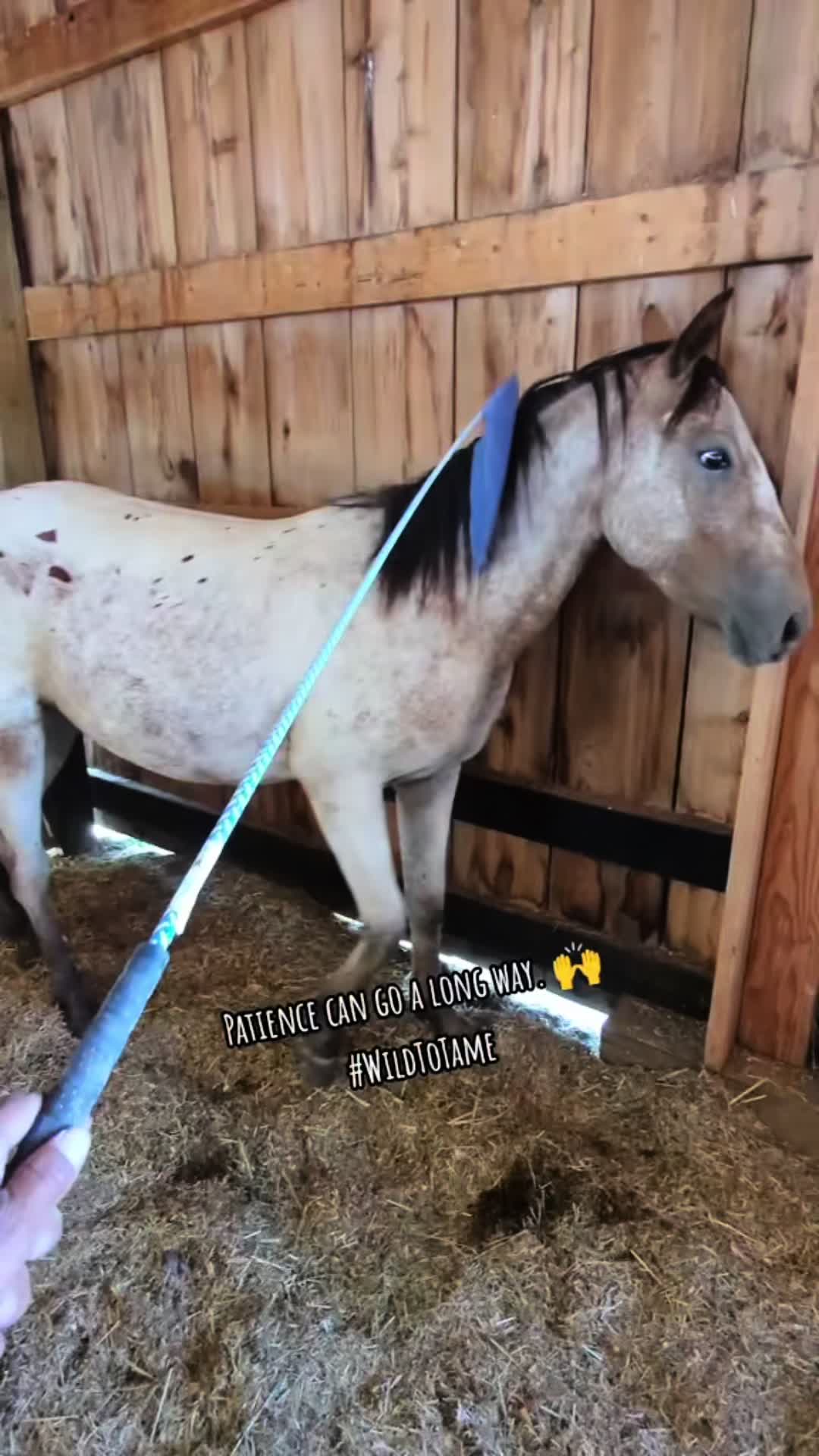 @Cowgirl Tuff Colt Training ❤️