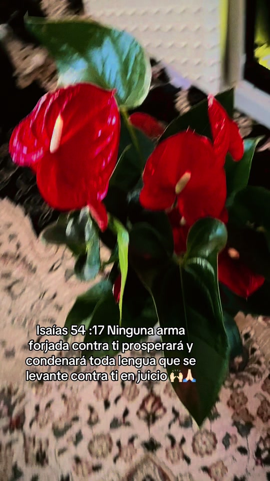 @ANGELICA