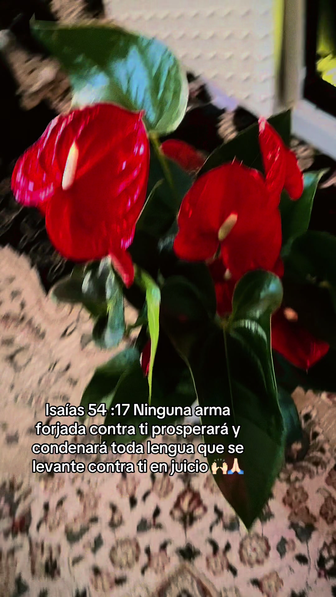 @ANGELICA