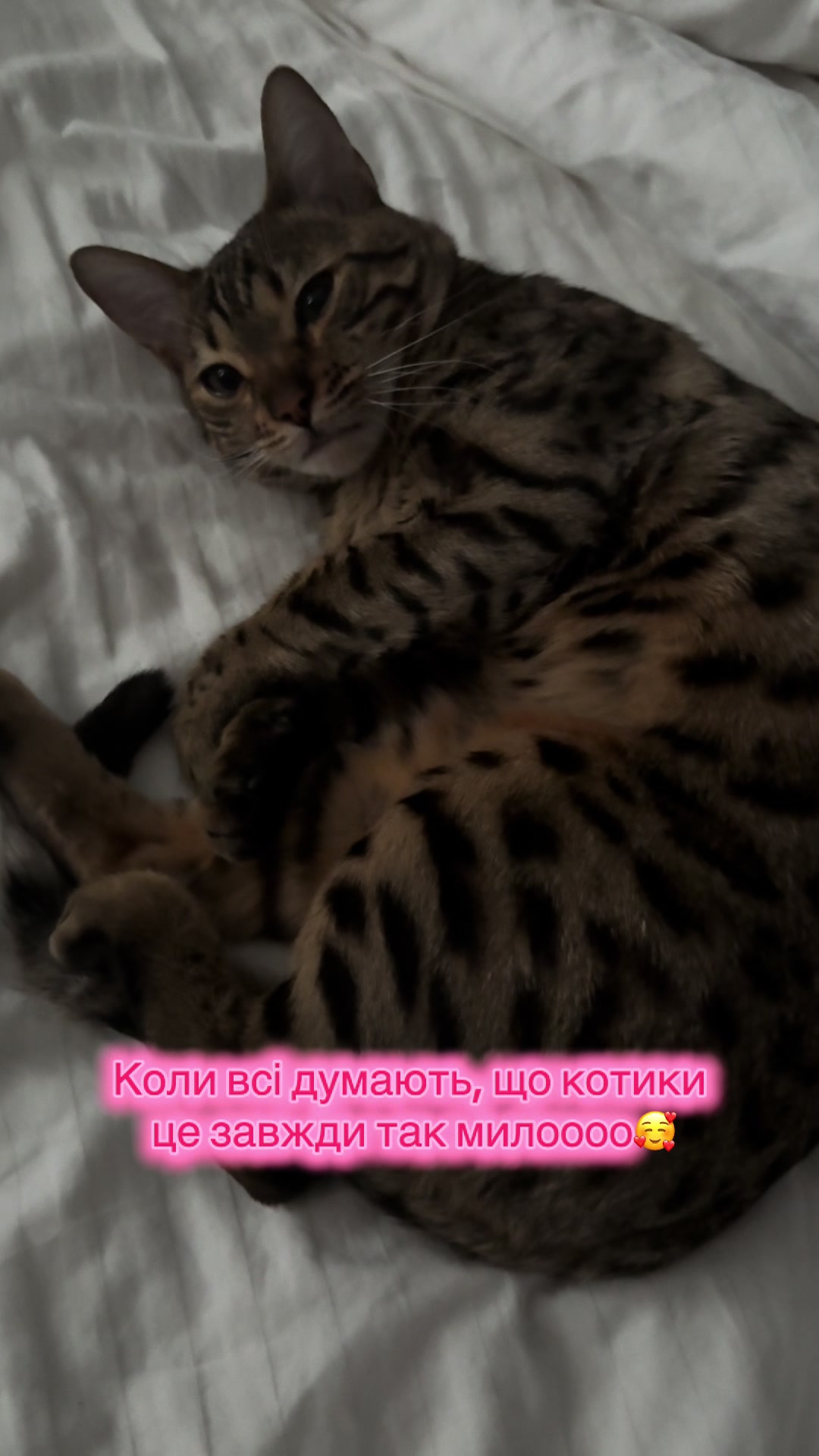 @Diden_kote_tiana