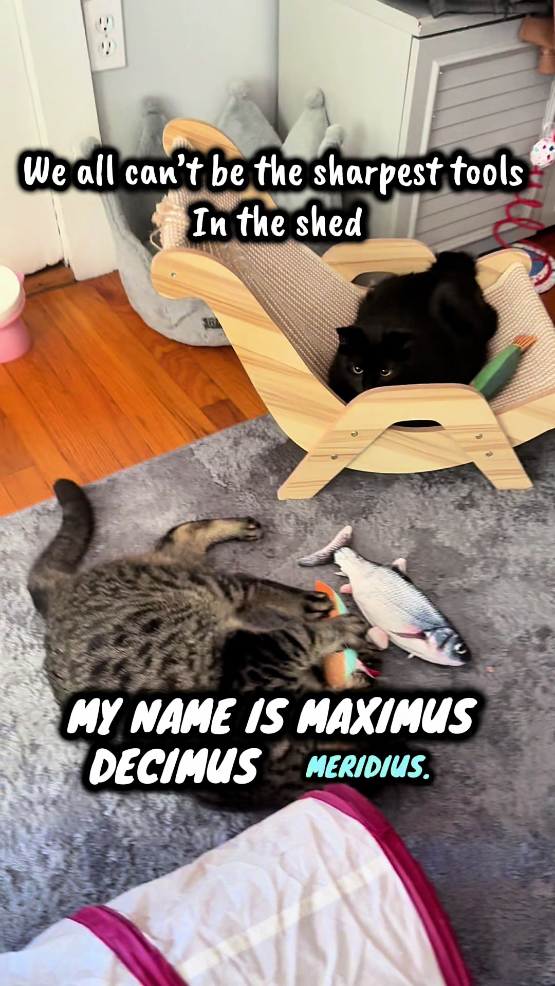 @TailsandWhiskersCo