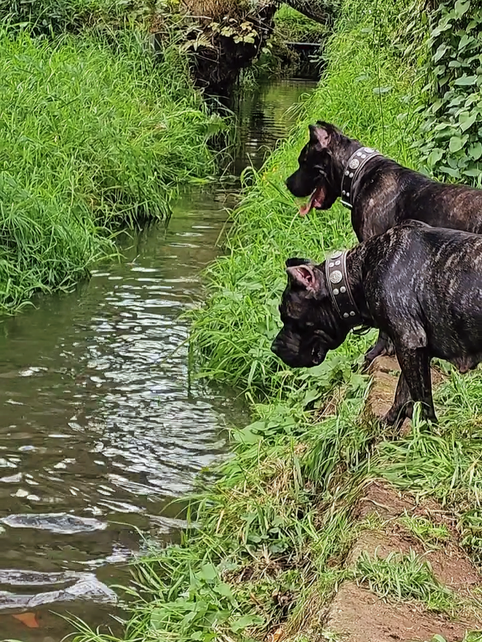 @SalmonCreekCaneCorso