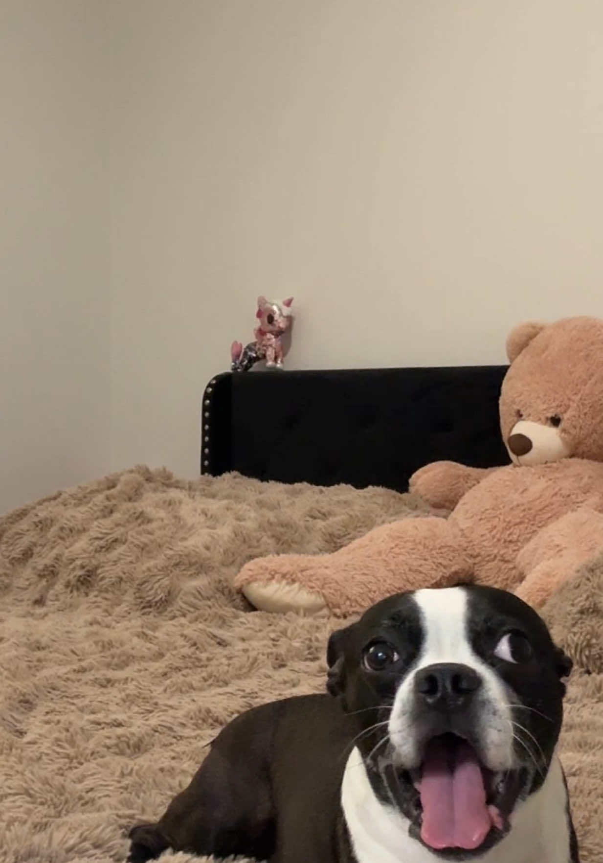 @LouieBostonT