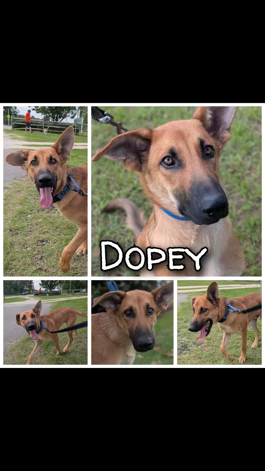 @Shelter Dog Walk Tok