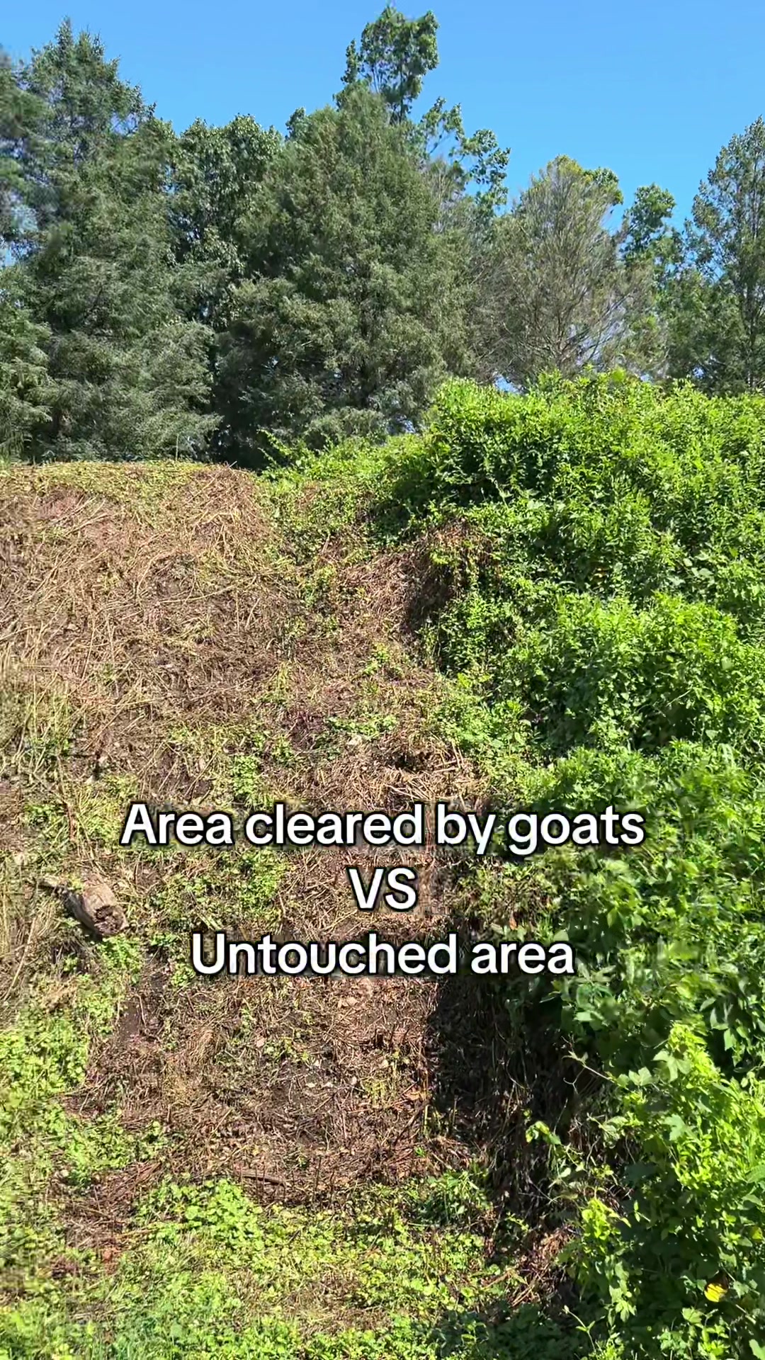 @amazingrazinggoats