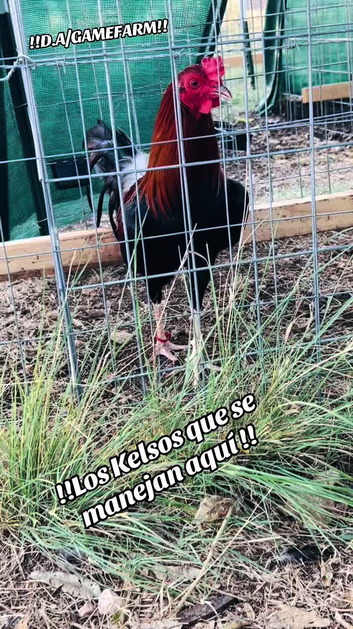 @DAgamefarm