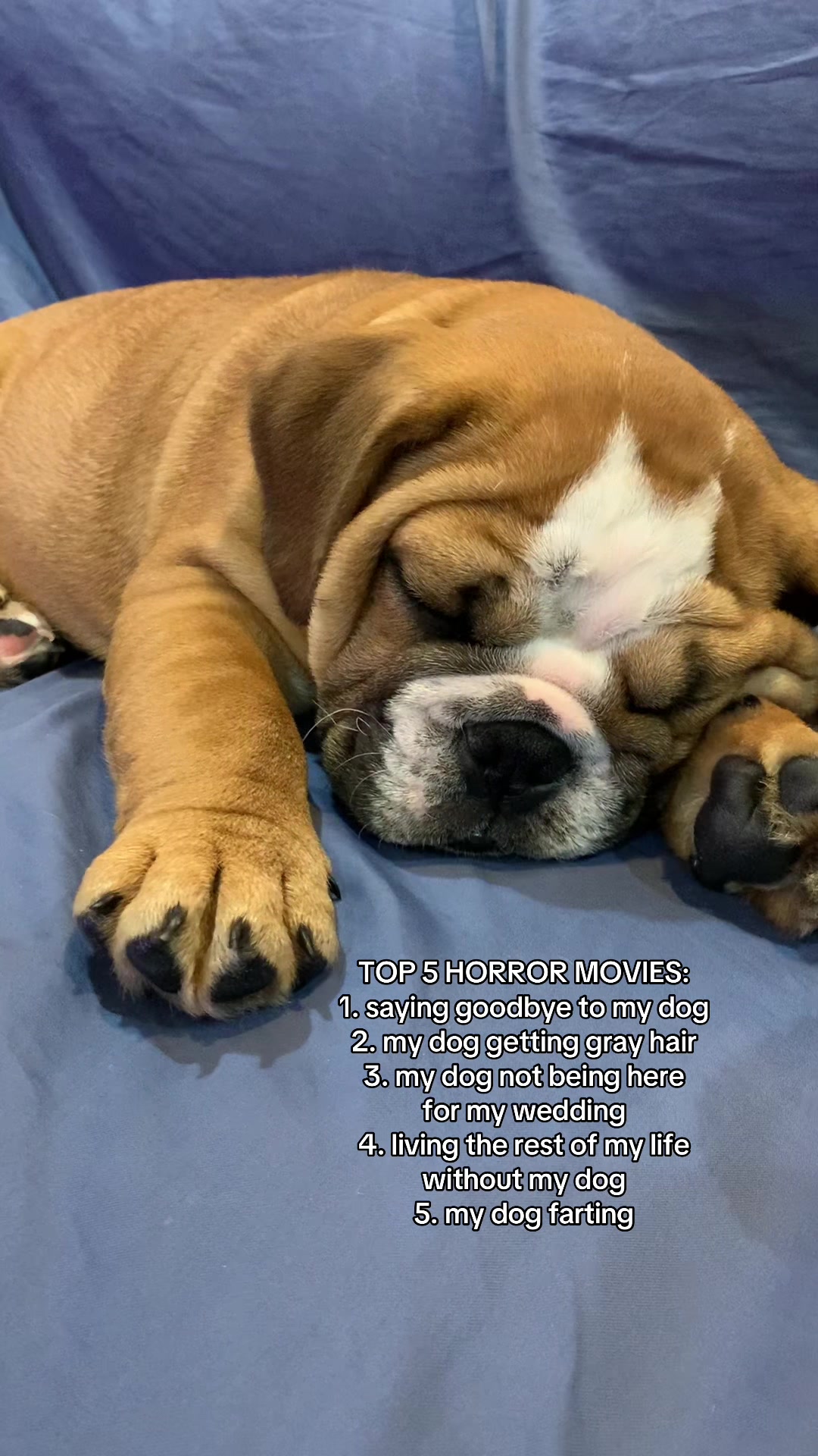 @Reggie the Bulldog