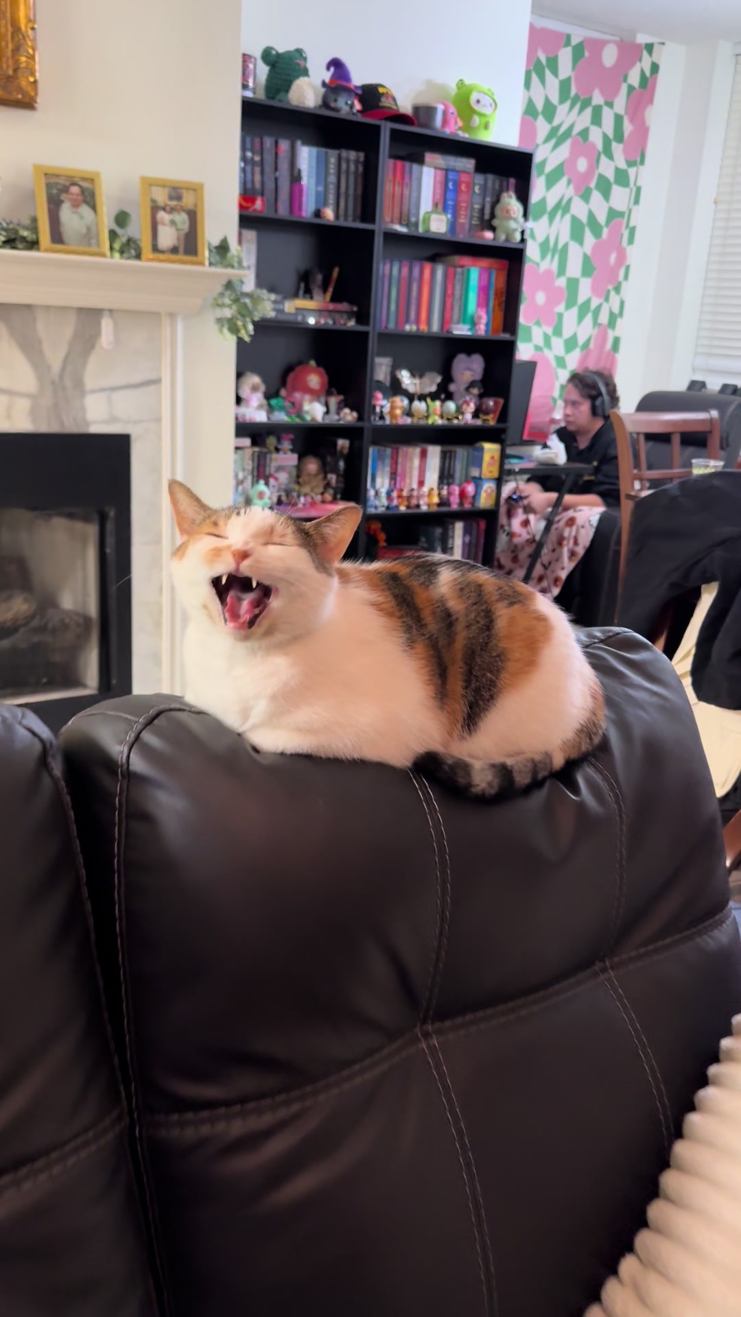 @Tali & Cats
