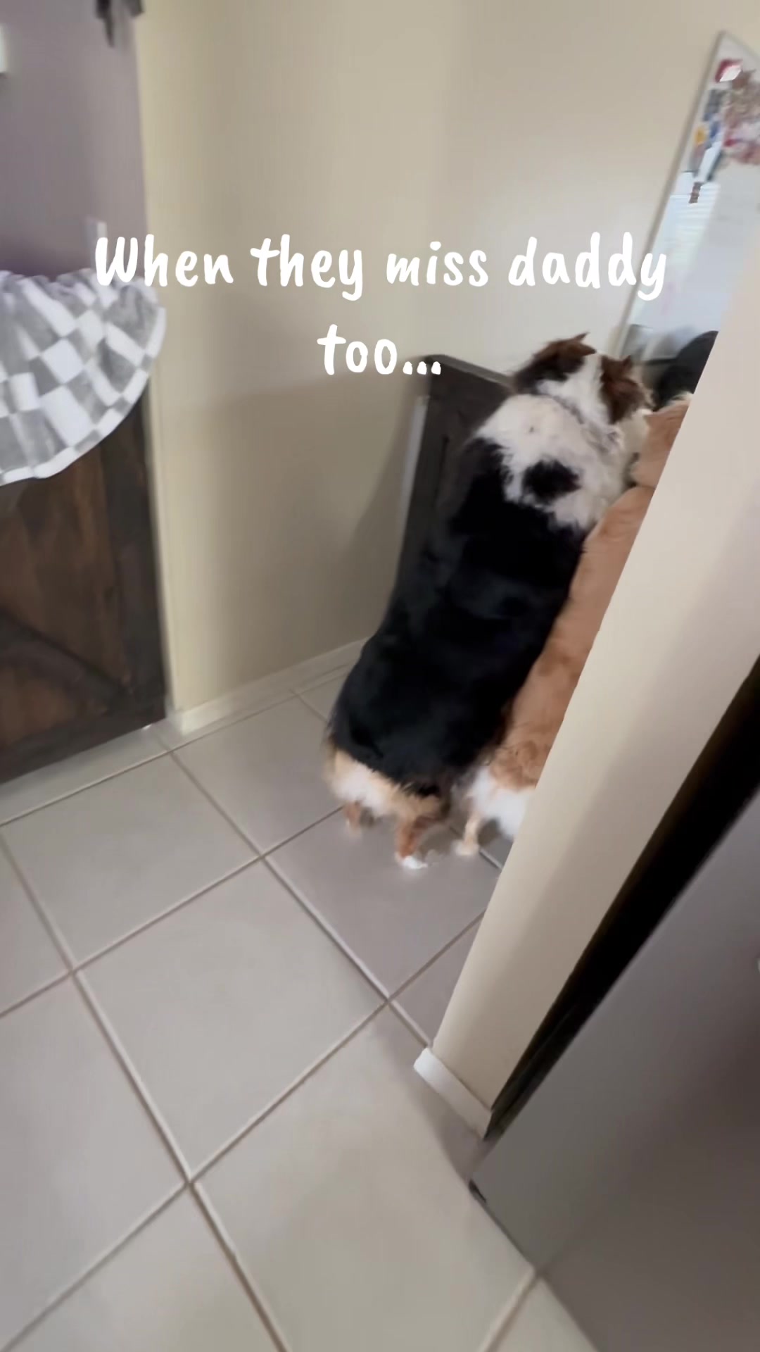 @hankanddollyrescuedogs