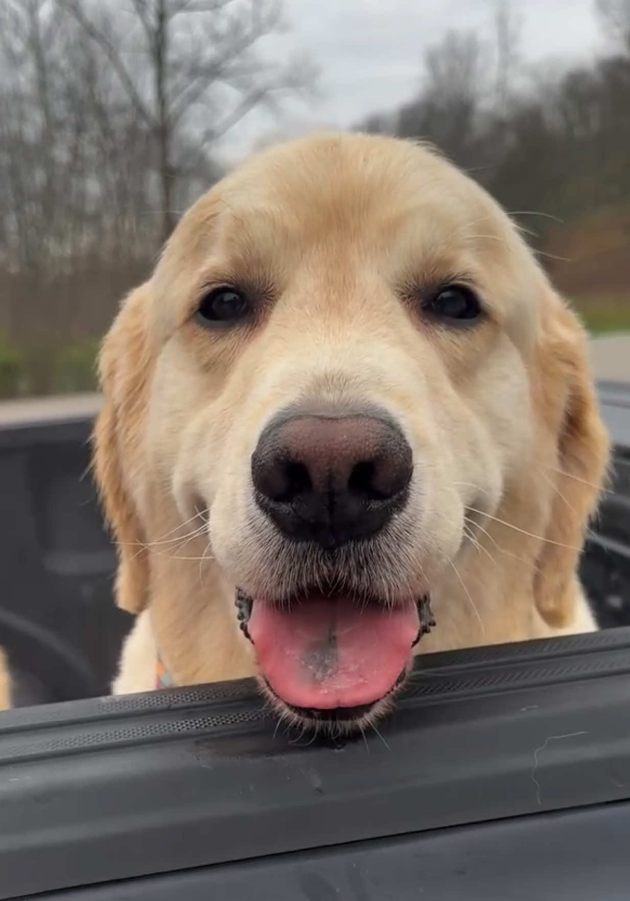 @kolom_golden_retrievers