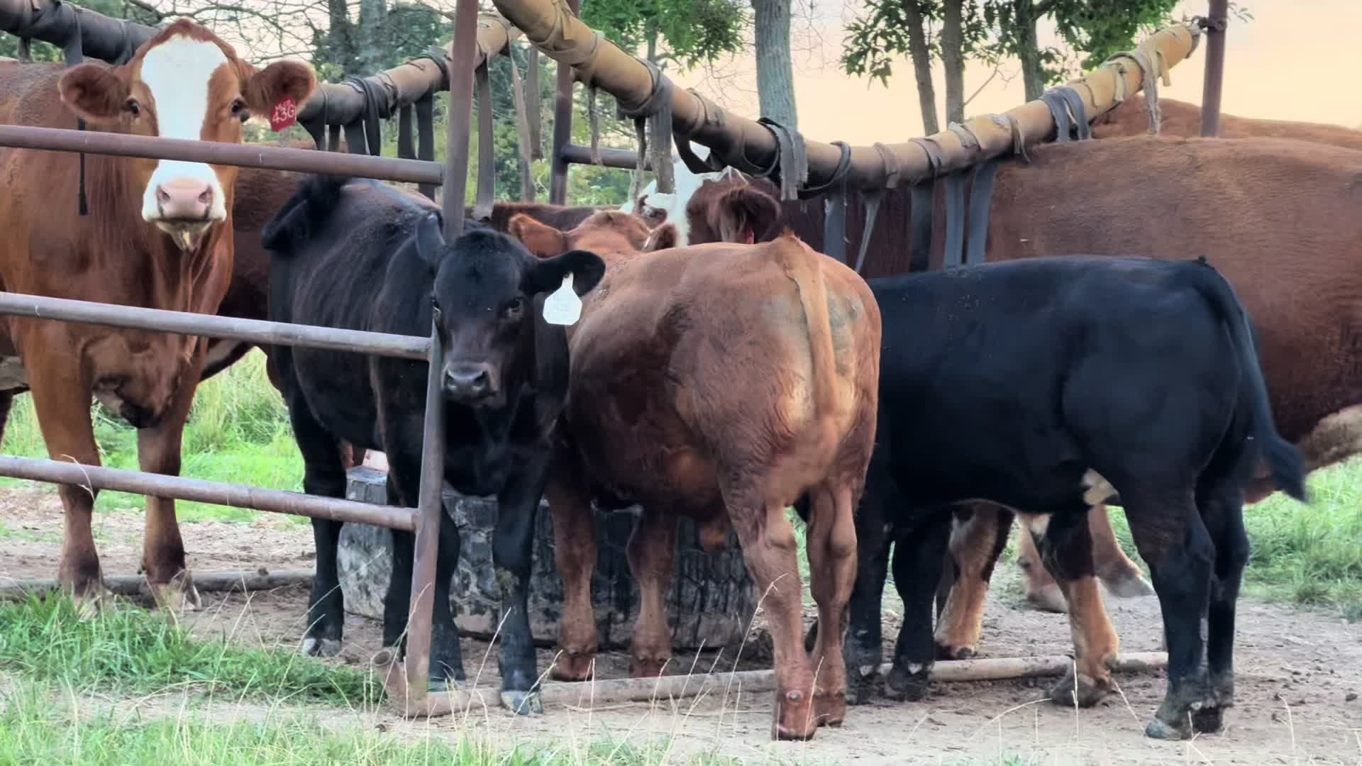 @Massey Land & Cattle