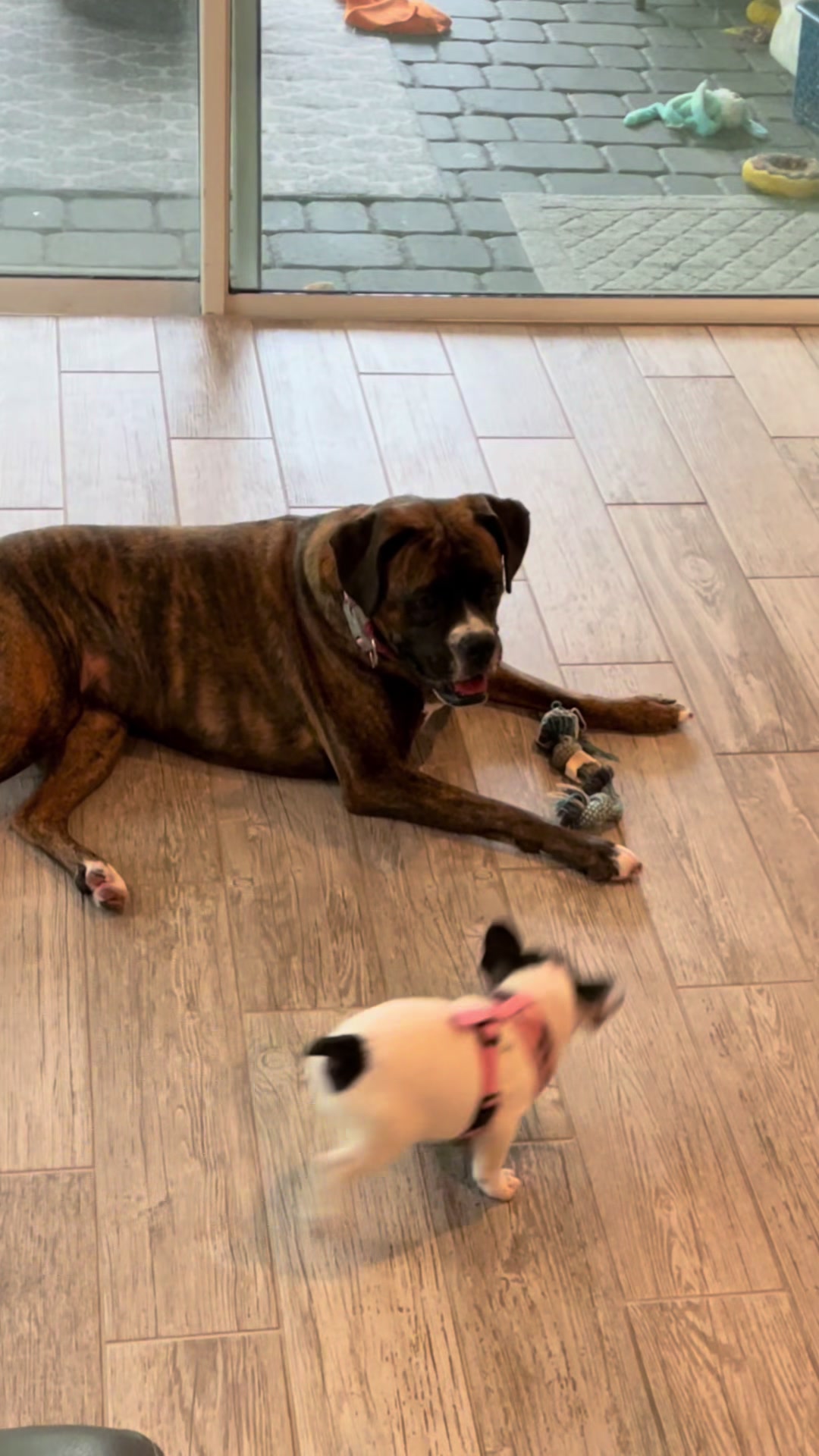 @Luna the Frenchie & Friends